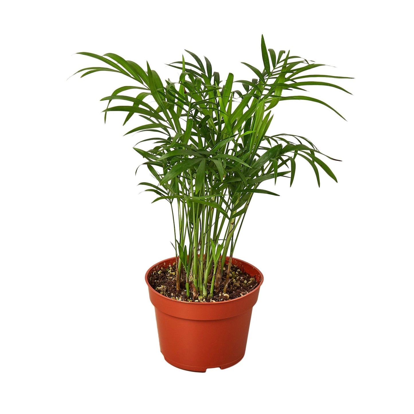 Parlor Palm indoor plant in 4-inch nursery pot with lush green fronds on Tampa Home & Garden Store
