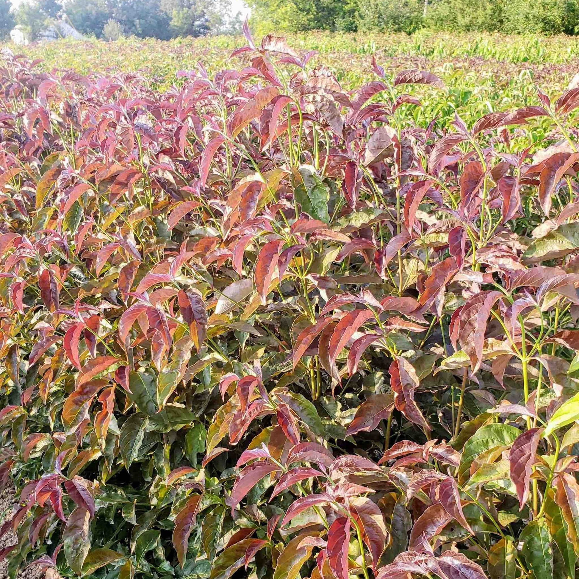 Ragin' Red™ Dogwood plant with vivid red foliage in a dense field on Tampa Home & Garden Store