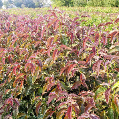 Ragin' Red™ Dogwood plant with vivid red foliage in a dense field on Tampa Home & Garden Store