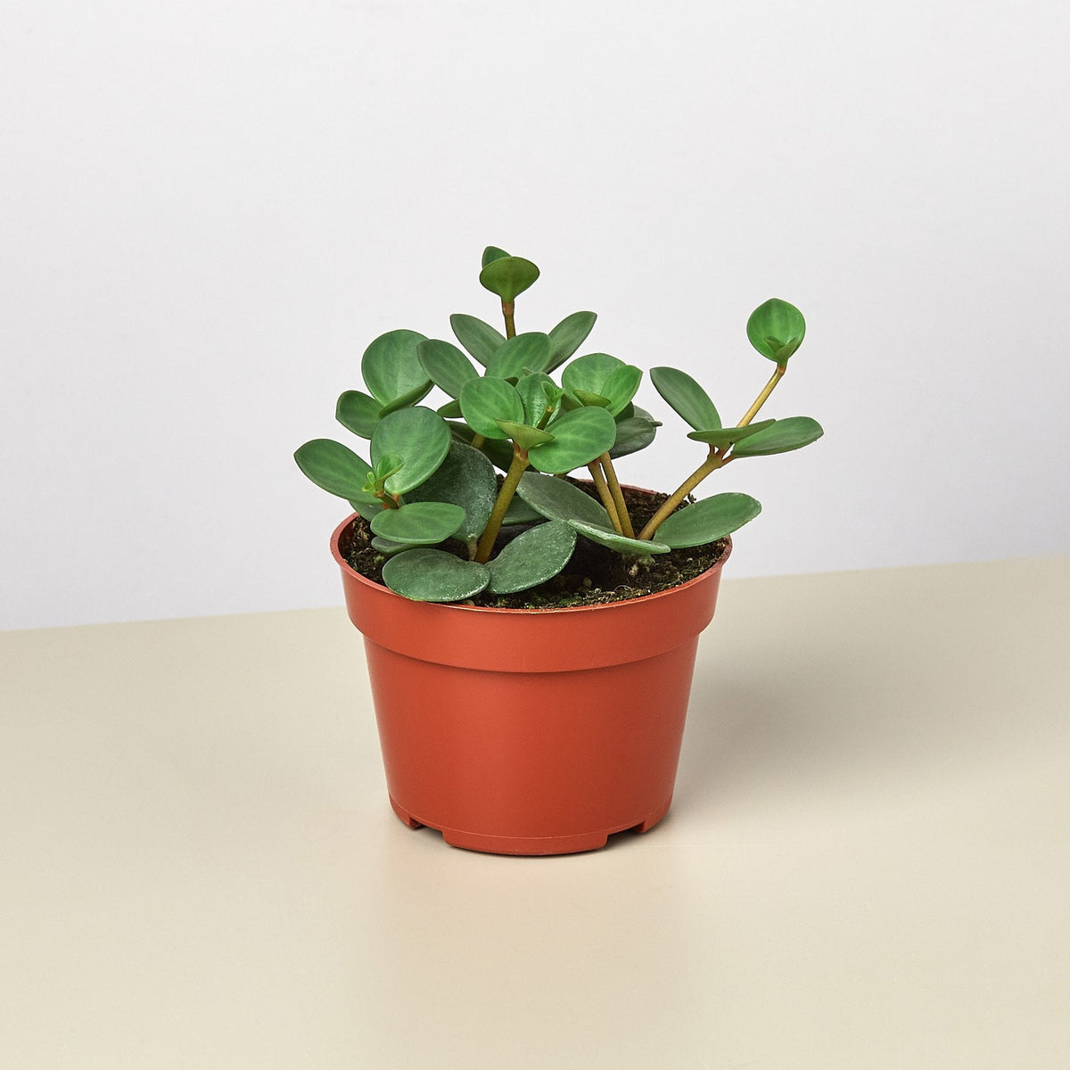 Peperomia Hope indoor plant in a terracotta pot with glossy round green leaves House Plant Shop on Tampa Home & Garden Store