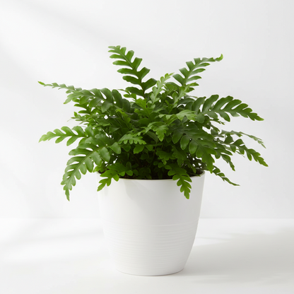Kangaroo Paw Fern 6-inch plant in white pot with green fronds Rooted Treasures Farms on Tampa Home & Garden Store