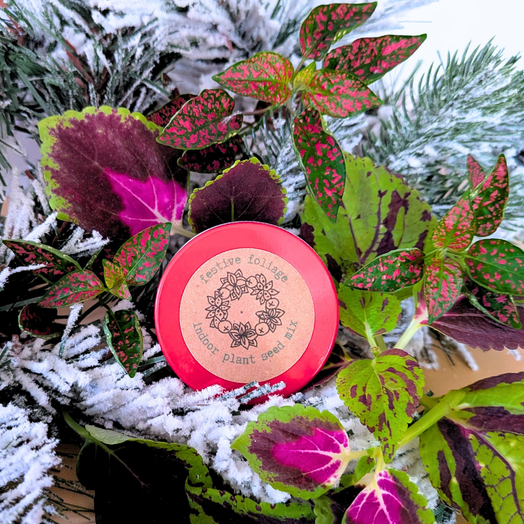 Festive Foliage Seed Mix houseplant seeds by Plantflix in a red tin with pink-green leaves on Tampa Home & Garden Store