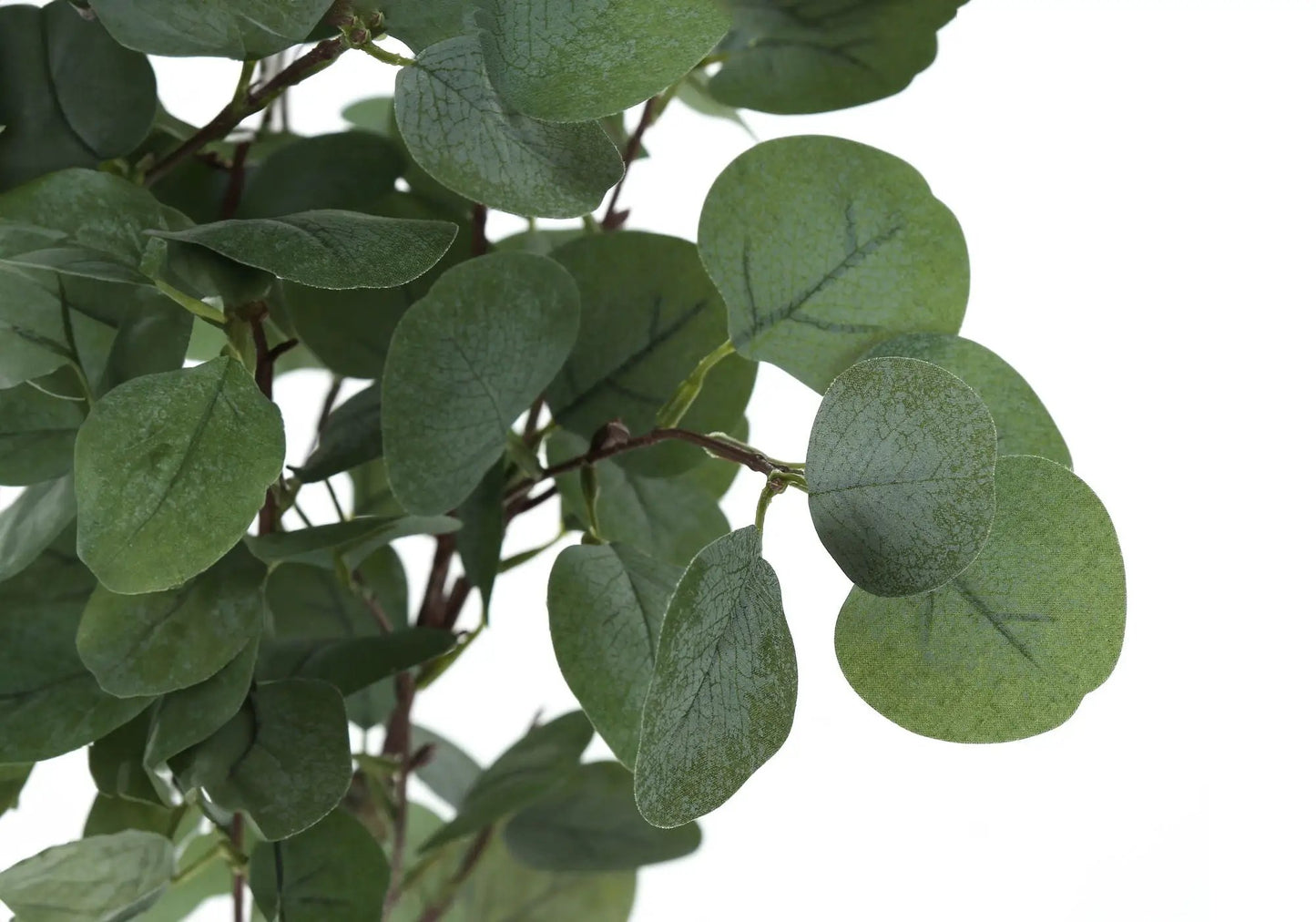 Artificial eucalyptus plant with round green leaves and brown stems, close-up on Tampa Home & Garden Store