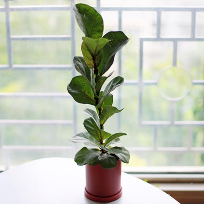 Fiddle Leaf Fig Tree in a red pot with glossy green leaves indoor plant by a bright window on Tampa Home & Garden Store