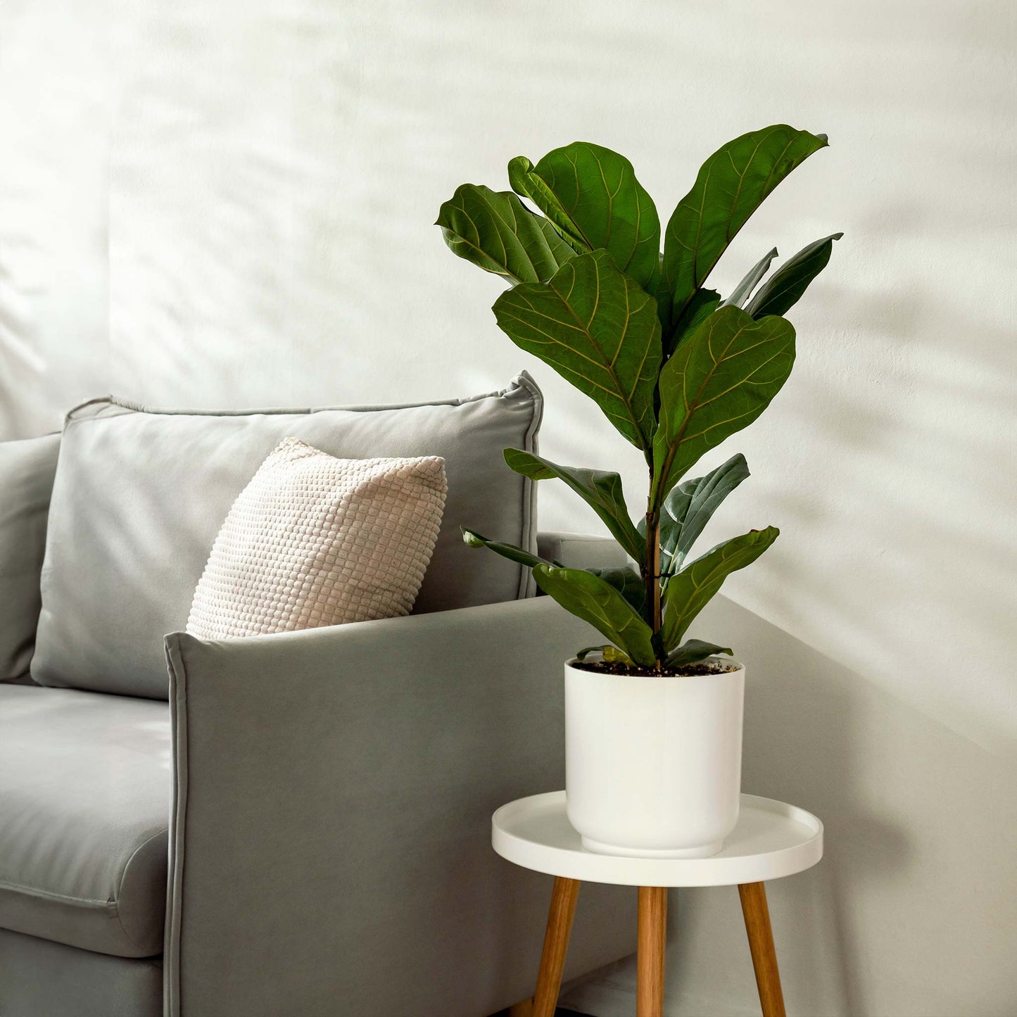 Fiddle Leaf Fig Tree indoor plant in white pot with glossy green leaves Live Good Logistics on Tampa Home & Garden Store