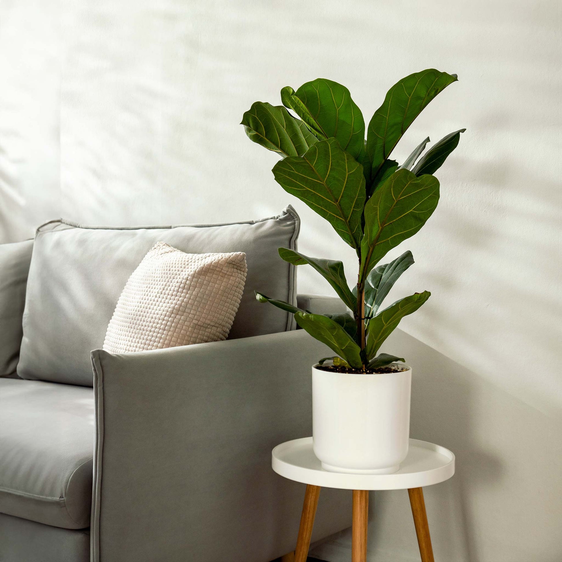 Fiddle Leaf Fig Tree indoor plant in white pot with glossy green leaves Live Good Logistics on Tampa Home & Garden Store