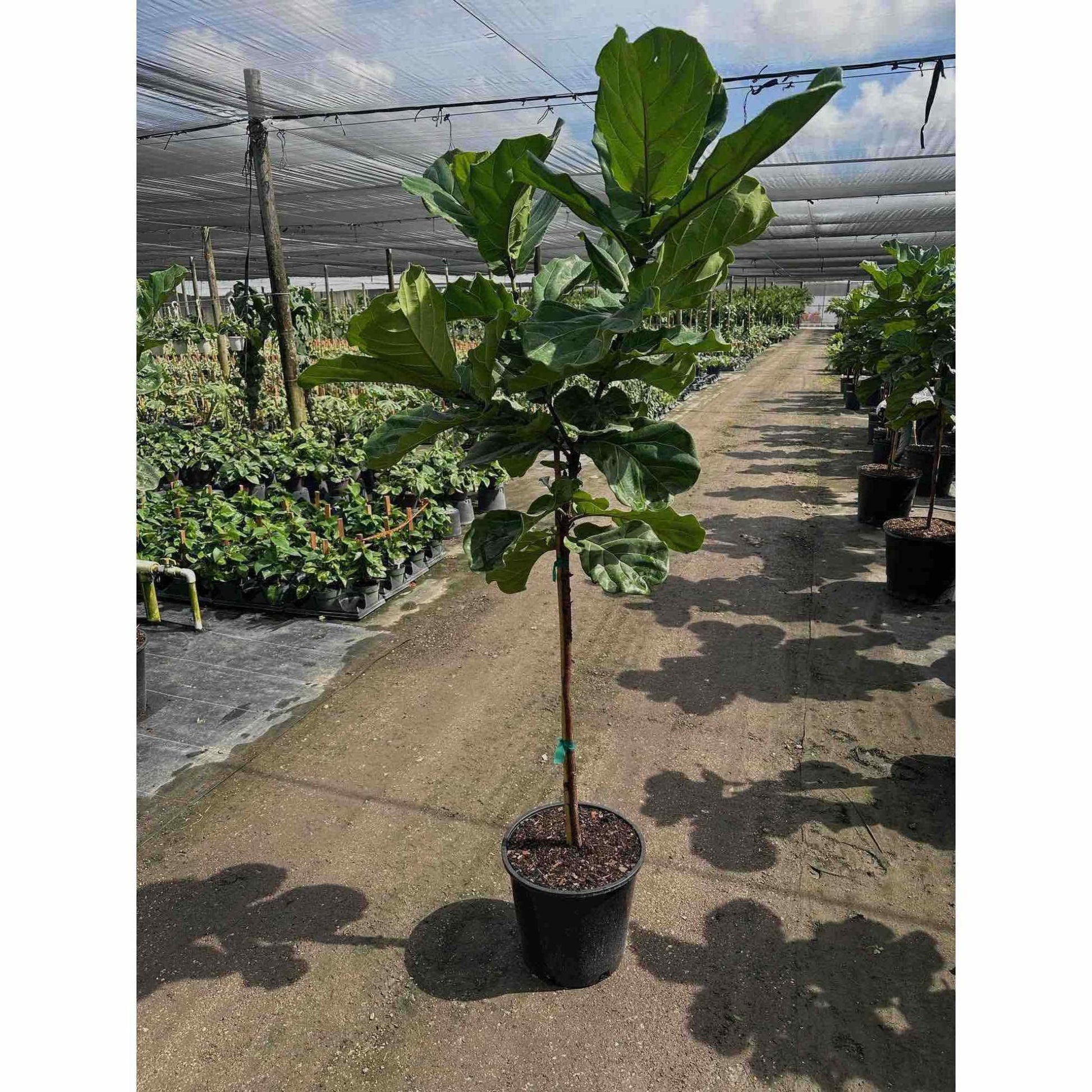 Fiddle Leaf Fig Tree, tall potted indoor plant with large green leaves, Live Good Logistics on Tampa Home & Garden Store