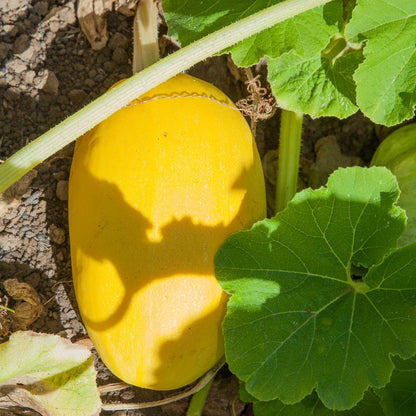 Spaghetti Winter Squash on the vine; bright yellow oblong fruit with large green leaves on soil on Tampa Home & Garden Store