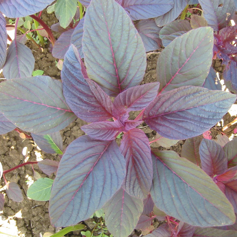 Graines de feuilles d'amarante rouge (biologiques)