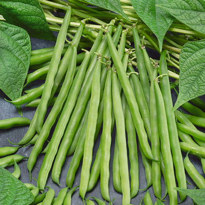 French Garden Bean seeds from Seedtime Store, slender green beans with leafy vines on Tampa Home & Garden Store