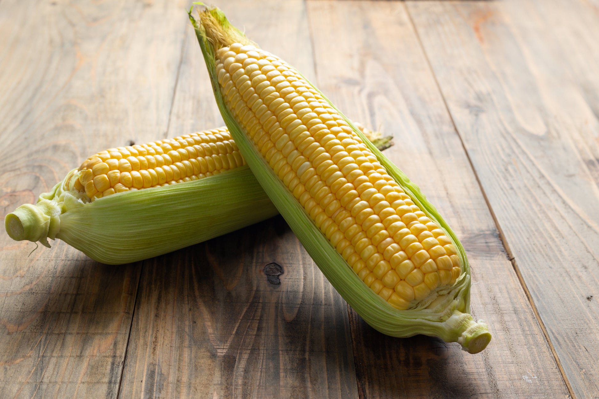 Sweet New Mama corn ears with bright yellow kernels and green husks on rustic wood on Tampa Home & Garden Store