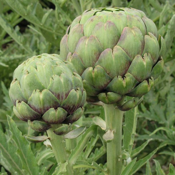 Tavor artichoke seeds, green globe heads with purple-tinged scales on Seedtime Store on Tampa Home & Garden Store