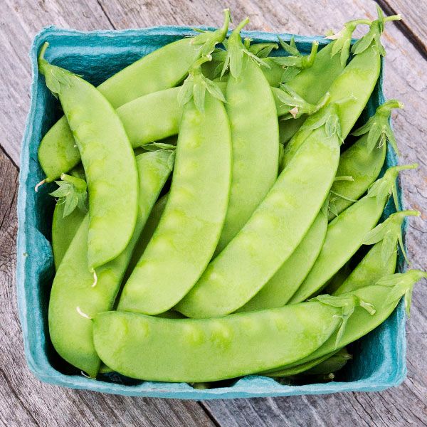 Oregon Sugar Pod Snow Pea pods bright green in a blue carton on a wooden surface on Tampa Home & Garden Store
