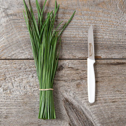 Garlic chives bundle; green herb tied with a rubber band beside a white knife on rustic wood on Tampa Home & Garden Store