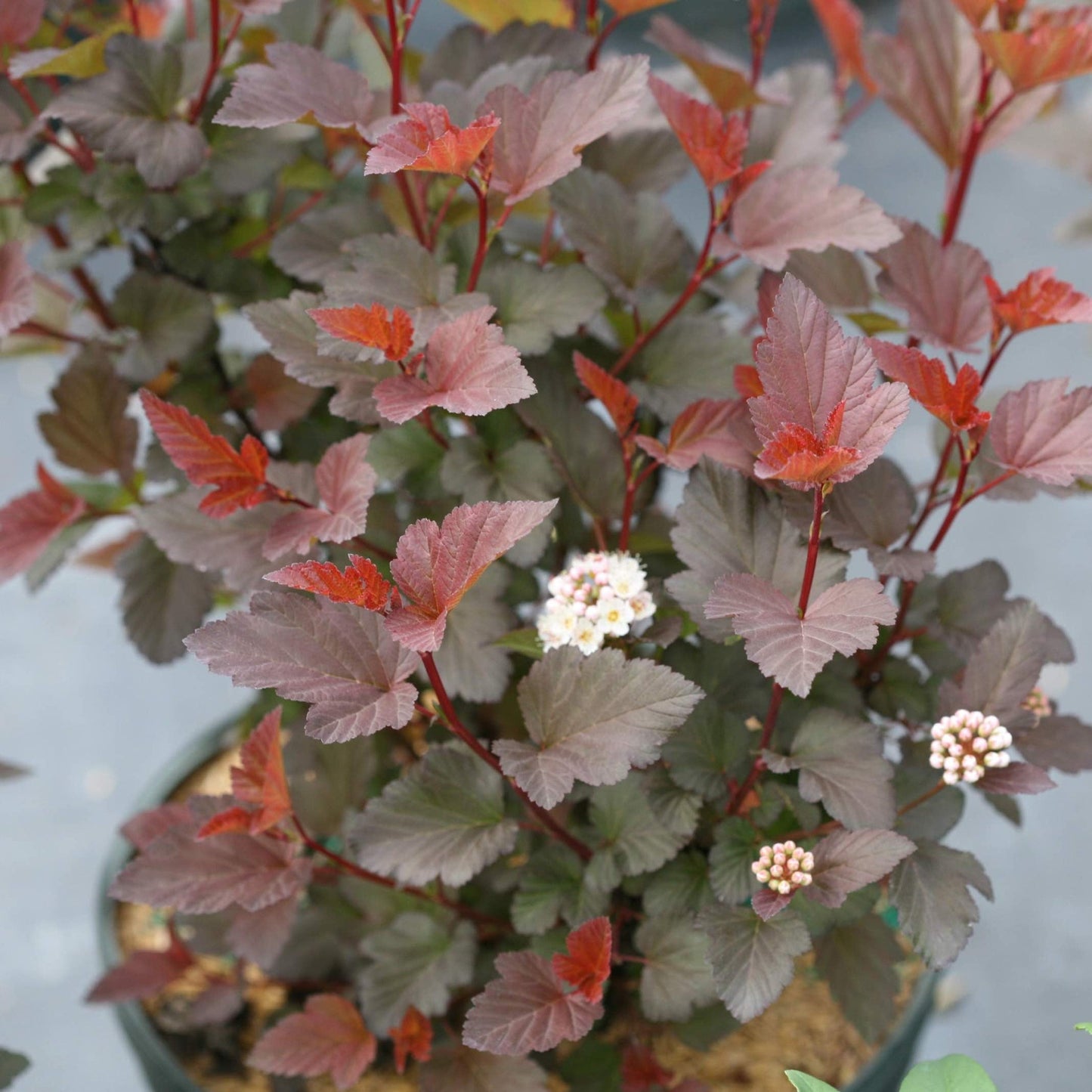 Ginger Wine Ninebark plant with burgundy pink foliage and tiny white flower clusters on Tampa Home & Garden Store