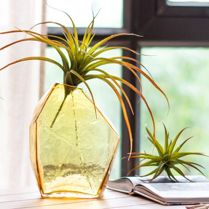 Amber hand-blown glass vase with geometric facets by RusticReach, two air plants on a table on Tampa Home & Garden Store