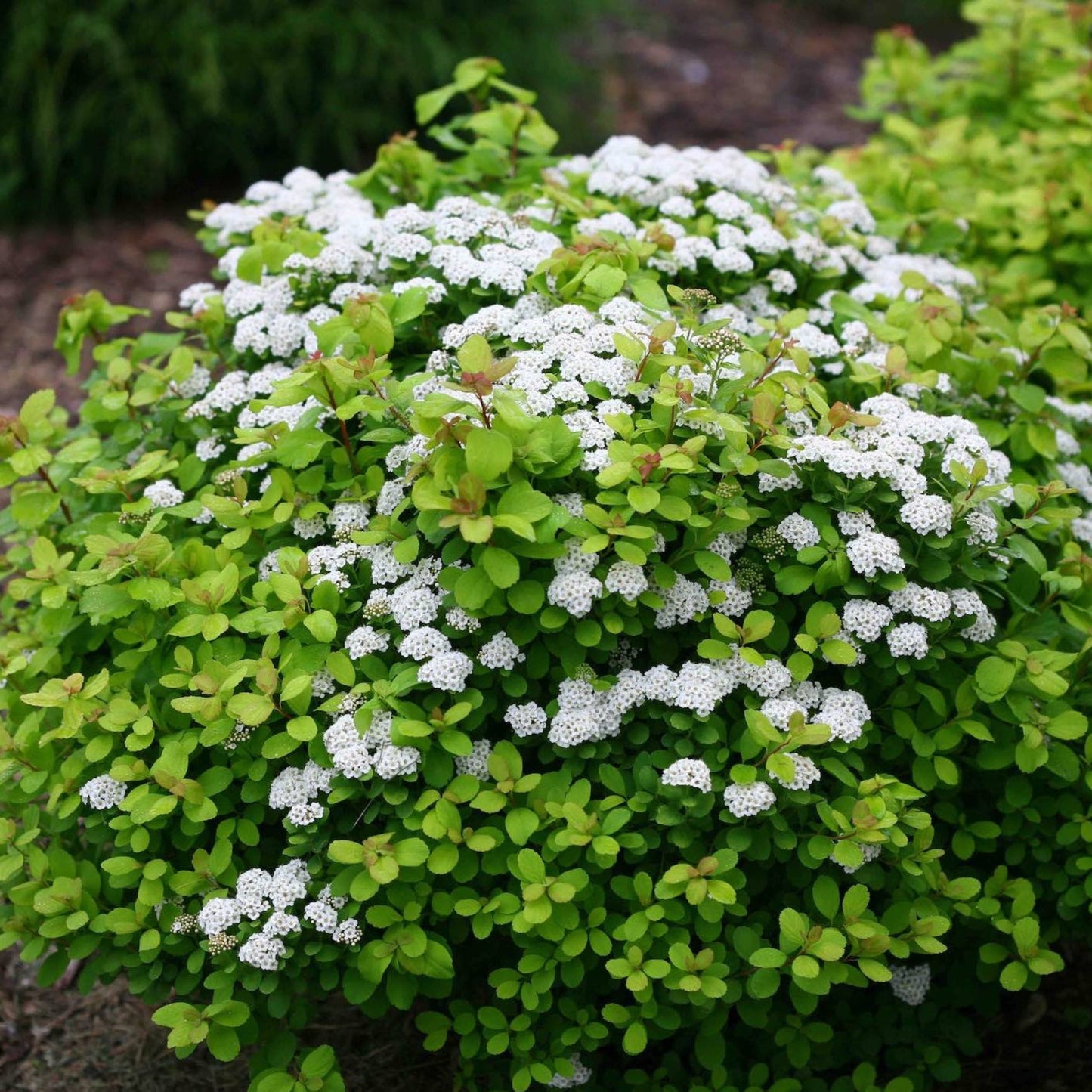 Glow Girl® Birchleaf Spiraea plant with white flower clusters and bright green foliage on Tampa Home & Garden Store