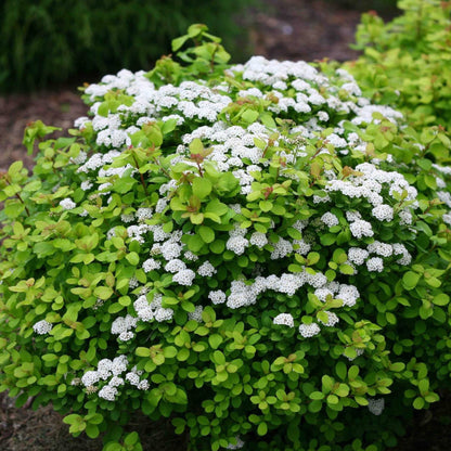 Glow Girl® Birchleaf Spiraea plant with white flower clusters and bright green foliage on Tampa Home & Garden Store