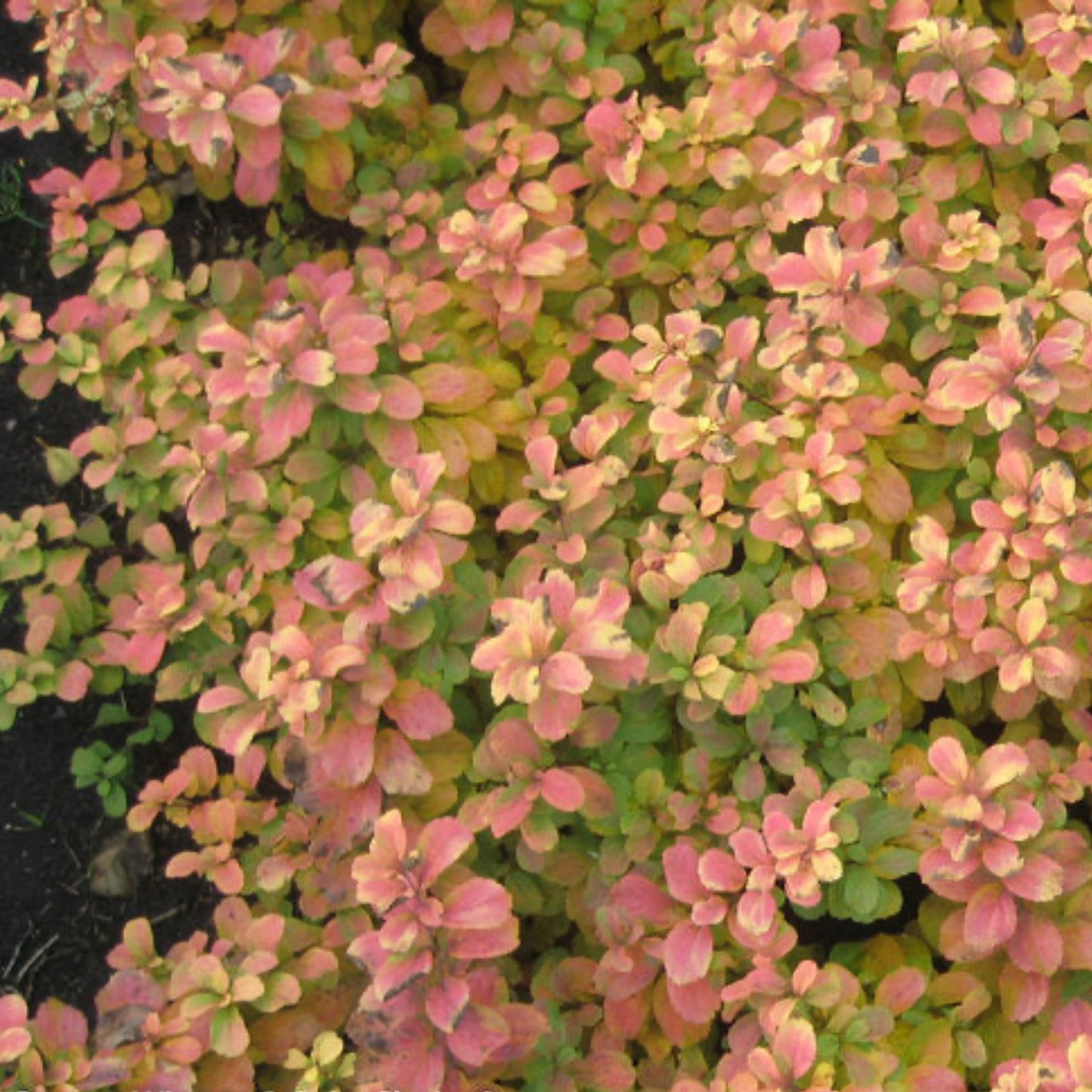 Glow Girl Birchleaf Spiraea plant with pink-green leaves, indoor/outdoor shrub on Tampa Home & Garden Store