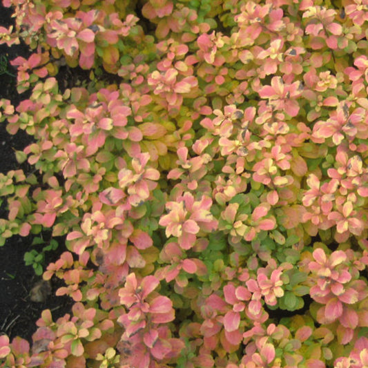 Glow Girl Birchleaf Spiraea plant with pink-green leaves, indoor/outdoor shrub on Tampa Home & Garden Store