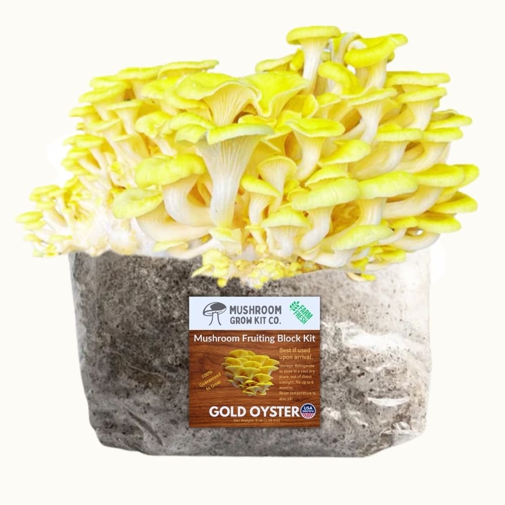 Premium Gold Oyster Mushroom Fruiting Block Grow Kit - 5 LBS