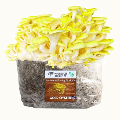 Premium Gold Oyster Mushroom Fruiting Block Grow Kit - 5 LBS