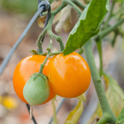 Gold Nugget Tomato seeds on vine; two tomatoes, one ripe orange and one green unripe fruit on Tampa Home & Garden Store