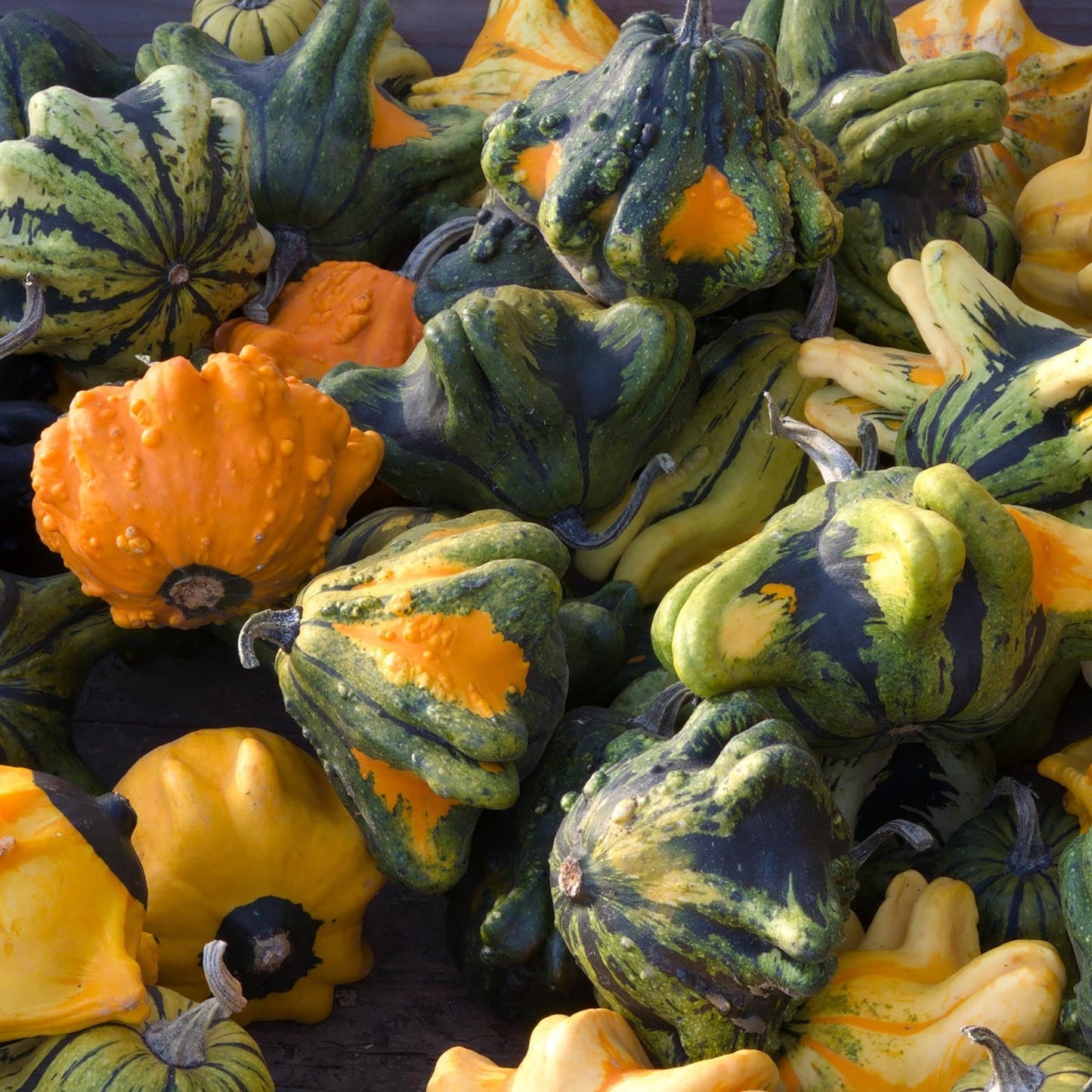 Crown of Thorns Shenot Gourd seeds: ornamental gourds in green and orange on Tampa Home & Garden Store