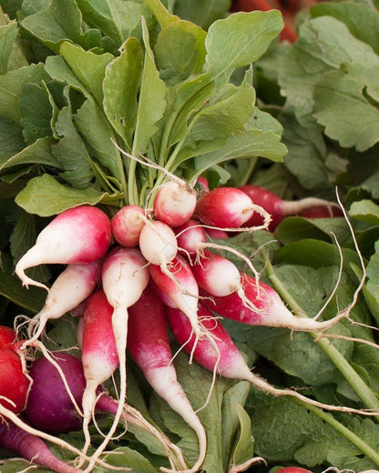 French Breakfast radish cluster with pink-white roots and green tops Seedtime Store on Tampa Home & Garden Store