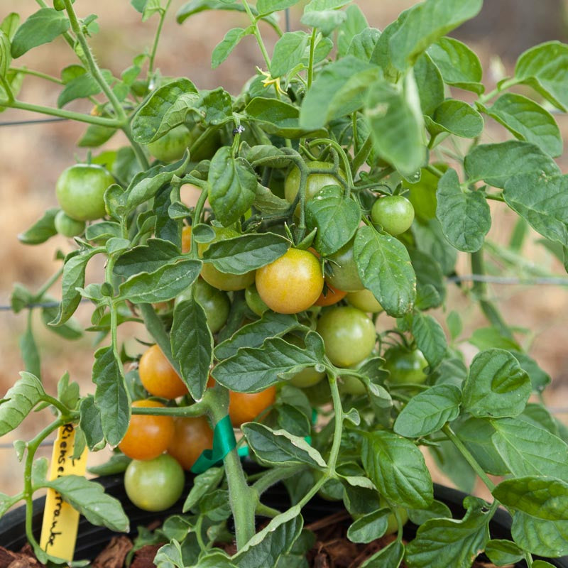 Graines de tomates cerises Riesenstraube au raisin rouge (biologiques)