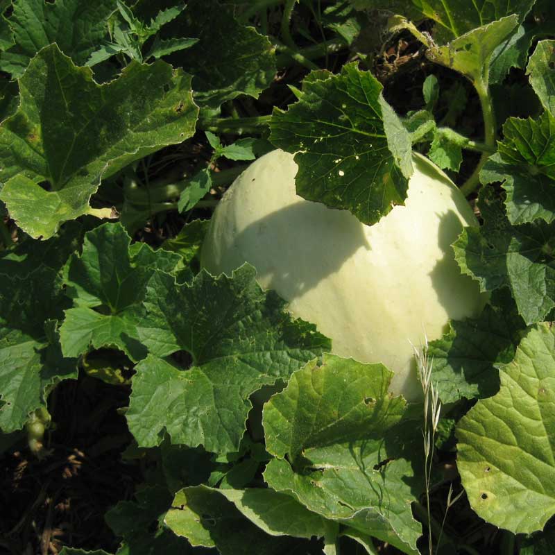 Graines de melon à chair verte Honeydew (biologiques)