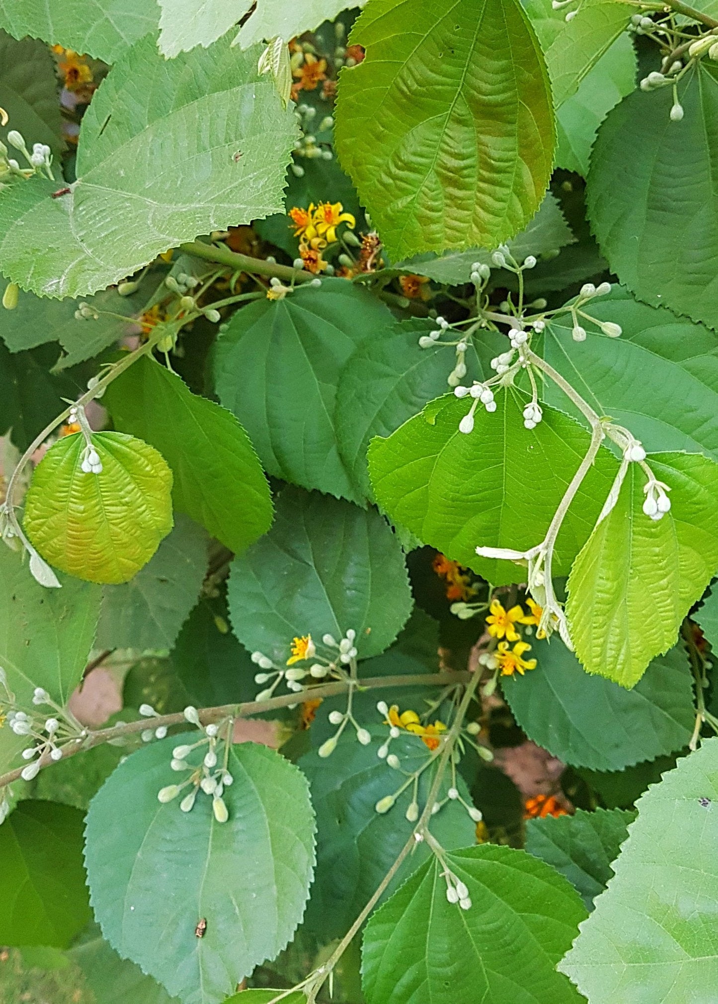 Planta de sherbert (Grewia asiatica)