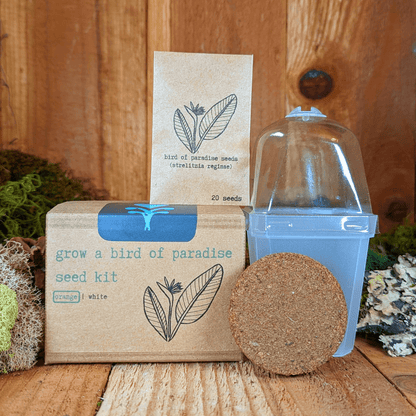 Grow a Bird of Paradise Plant Seed Kit
