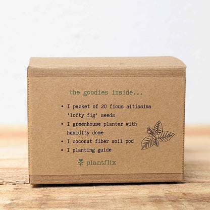 Grow a Ficus Altissima Seed Kit