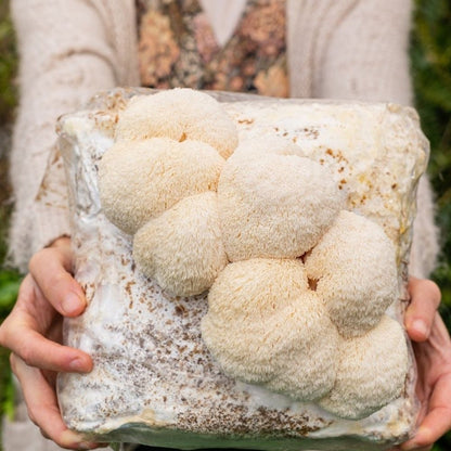 Premium Lion's Mane Mushroom Fruiting Block Grow Kit - 5 LBS