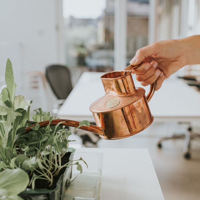 Haws Fazeley Watering Can Small | 1 or 2 pint