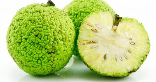 Hedge Apples/Osage Oranges, Thunder Acres, two green hedge apples with sliced interior on Tampa Home & Garden Store