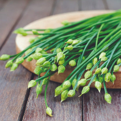 Garlic chive seeds stems with pale green unopened buds Seedtime Store on Tampa Home & Garden Store