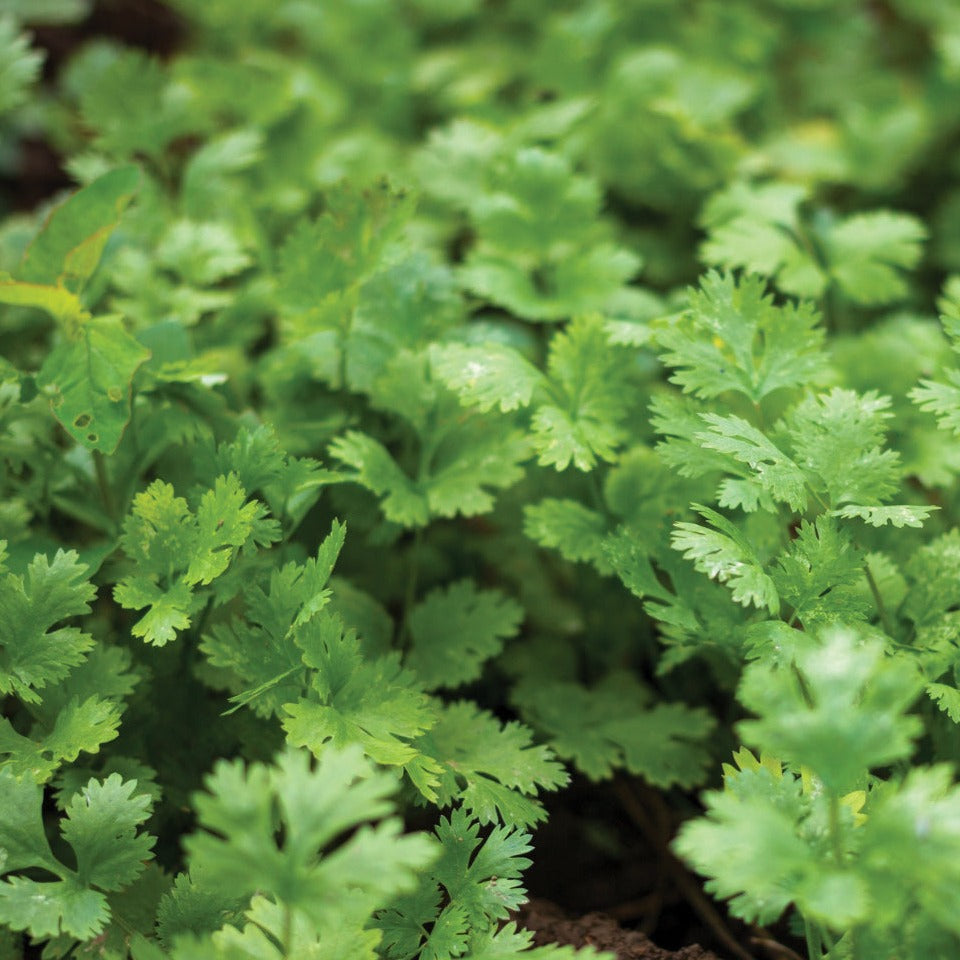 Leisure Splits Cilantro seeds Seedtime Store green cilantro leaves close-up on Tampa Home & Garden Store