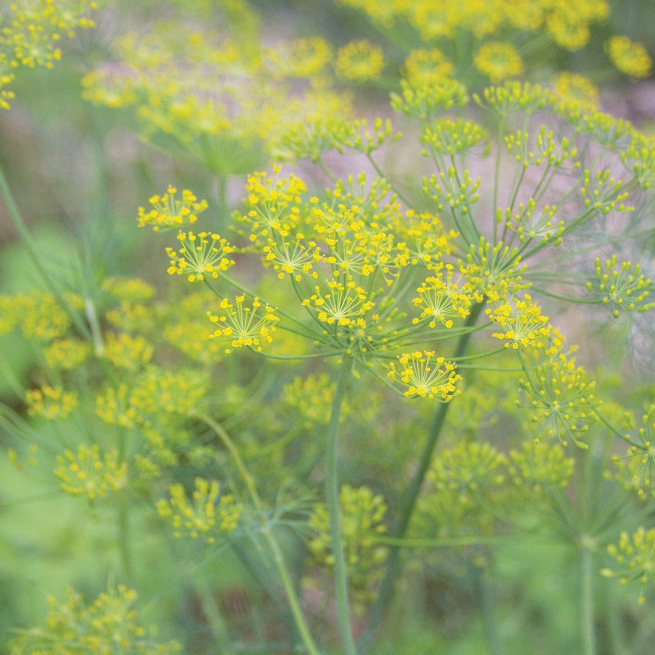 Mammoth Long Island Dill seeds show bright yellow dill umbels on green stems on Tampa Home & Garden Store