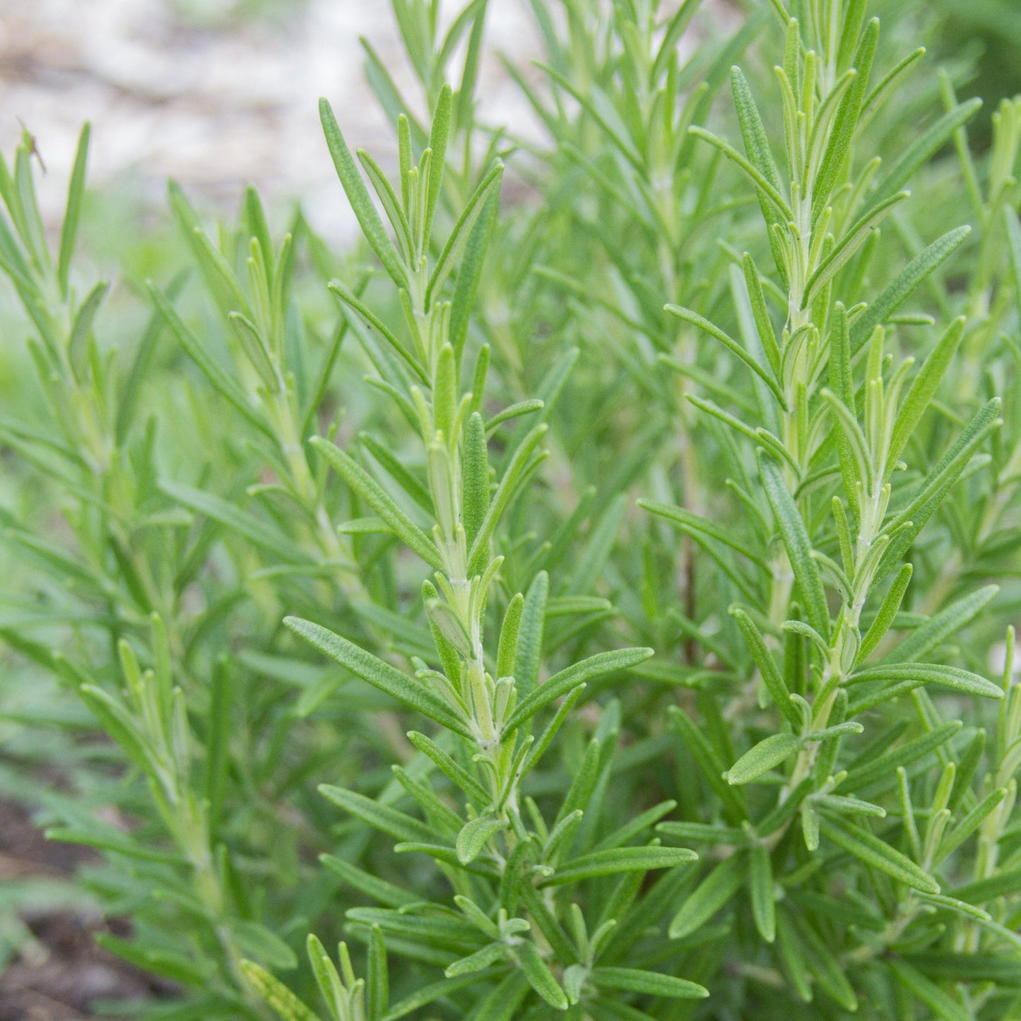 Rosemary seeds closeup with green needlelike leaves Seedtime Store on Tampa Home & Garden Store