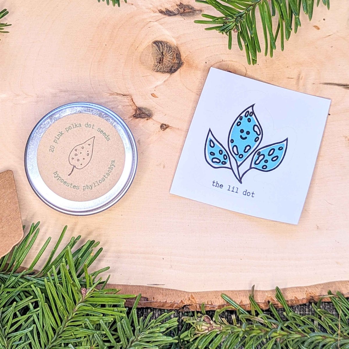 Holiday Seed Ornament seeds tin Plantflix hypoestes phyllostachya with blue leaf card on wood on Tampa Home & Garden Store