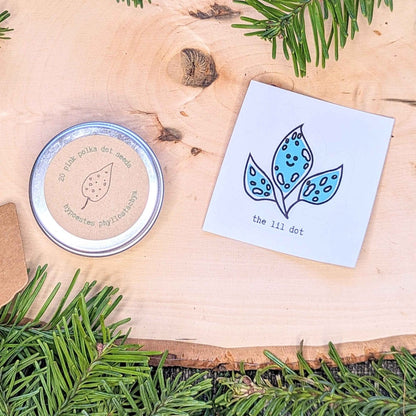 Holiday Seed Ornament seeds tin Plantflix hypoestes phyllostachya with blue leaf card on wood on Tampa Home & Garden Store