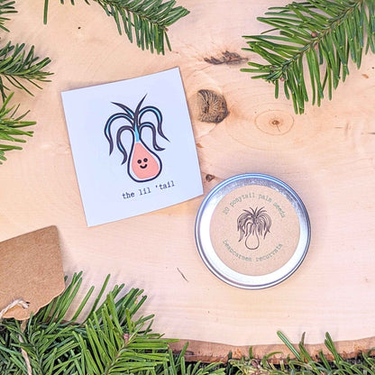 Holiday Seed Ornament seeds Plantflix tin of 20 ponytail palm seeds with a card on Tampa Home & Garden Store