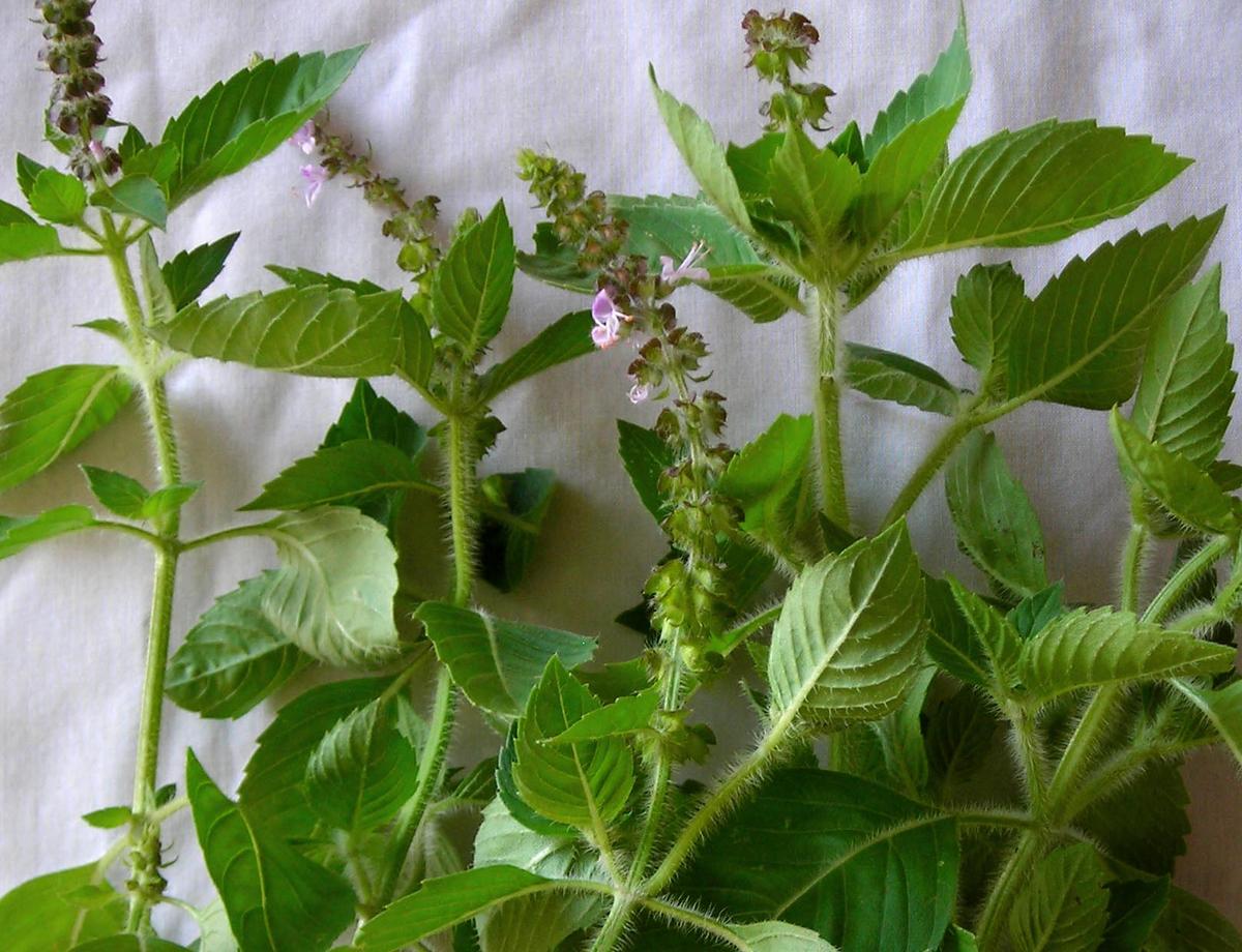 Kapoor Tulsi holy basil seeds plant with leaves and purple flower spikes on Tampa Garden on Tampa Home & Garden Store