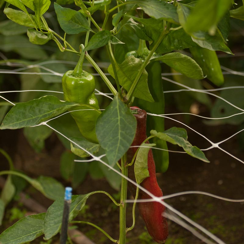 Enrejado para jardín Hortonova (4' x 50')