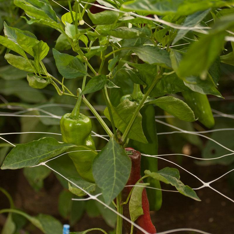 Enrejado para jardín Hortonova (rollo de 4' x 3280')