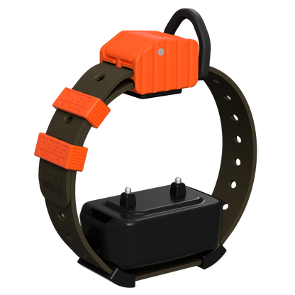 Hoss Straps Pro Series Training Collar Setup orange housing with brown strap on Tampa Home & Garden Store