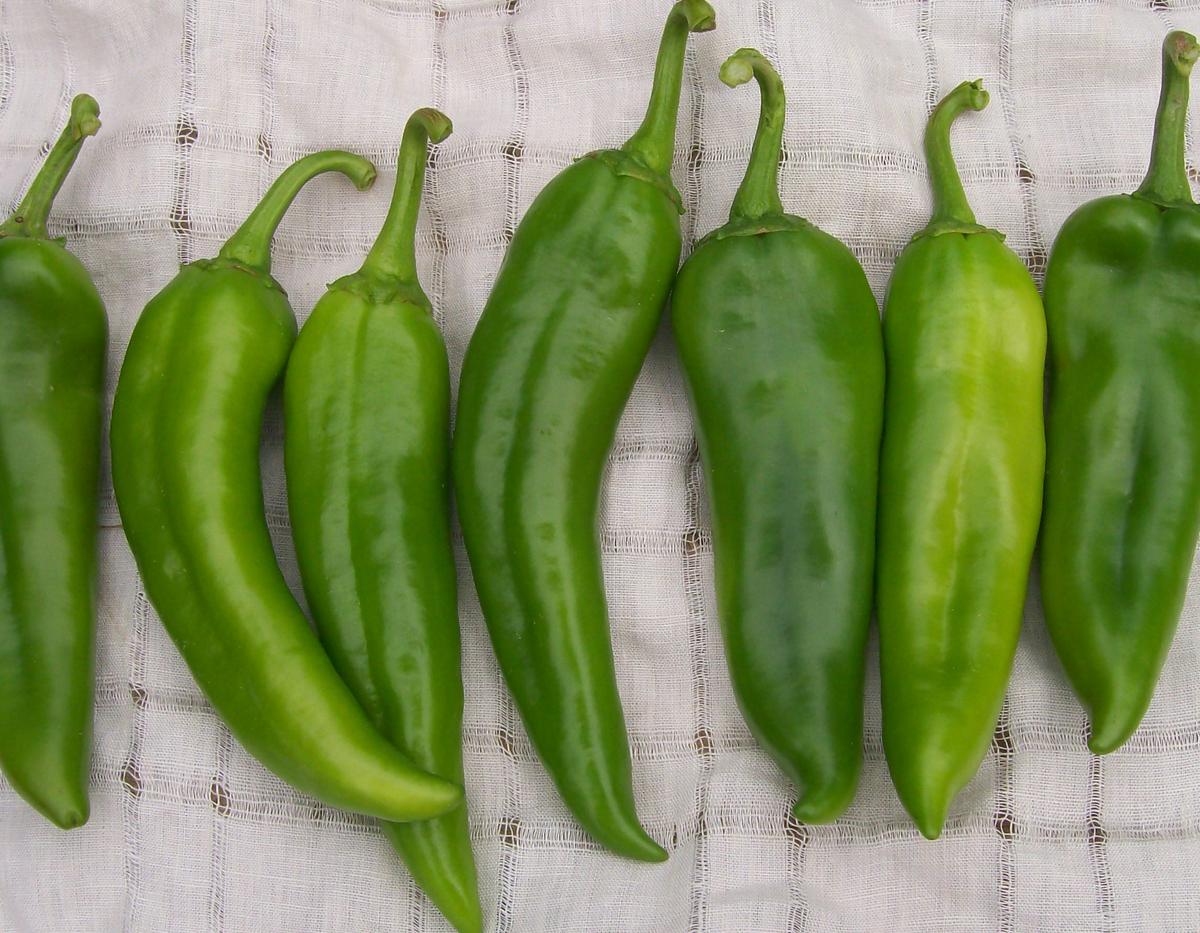 Pepper seeds Anaheim Chile hot pepper seeds Seedtime Store; green Anaheim peppers on cloth on Tampa Home & Garden Store