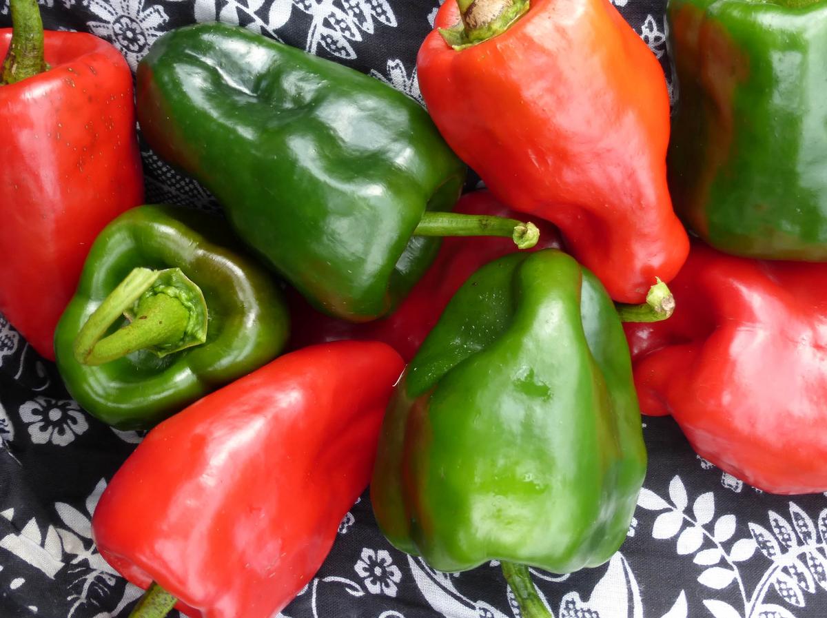 Ancho Poblano peppers red and green, fresh on Tampa Home & Garden Store